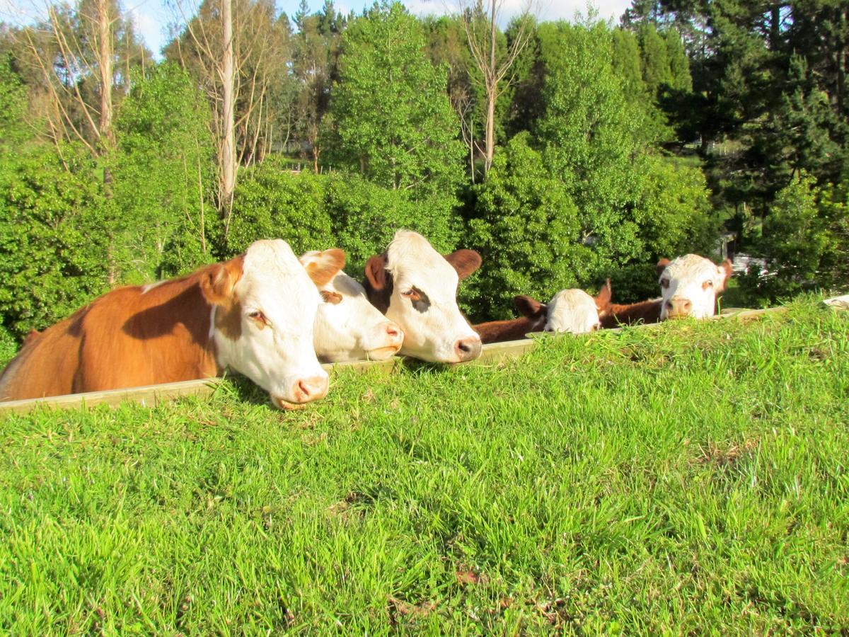 Rolling Hills Country Stay B&B Tauranga Buitenkant foto