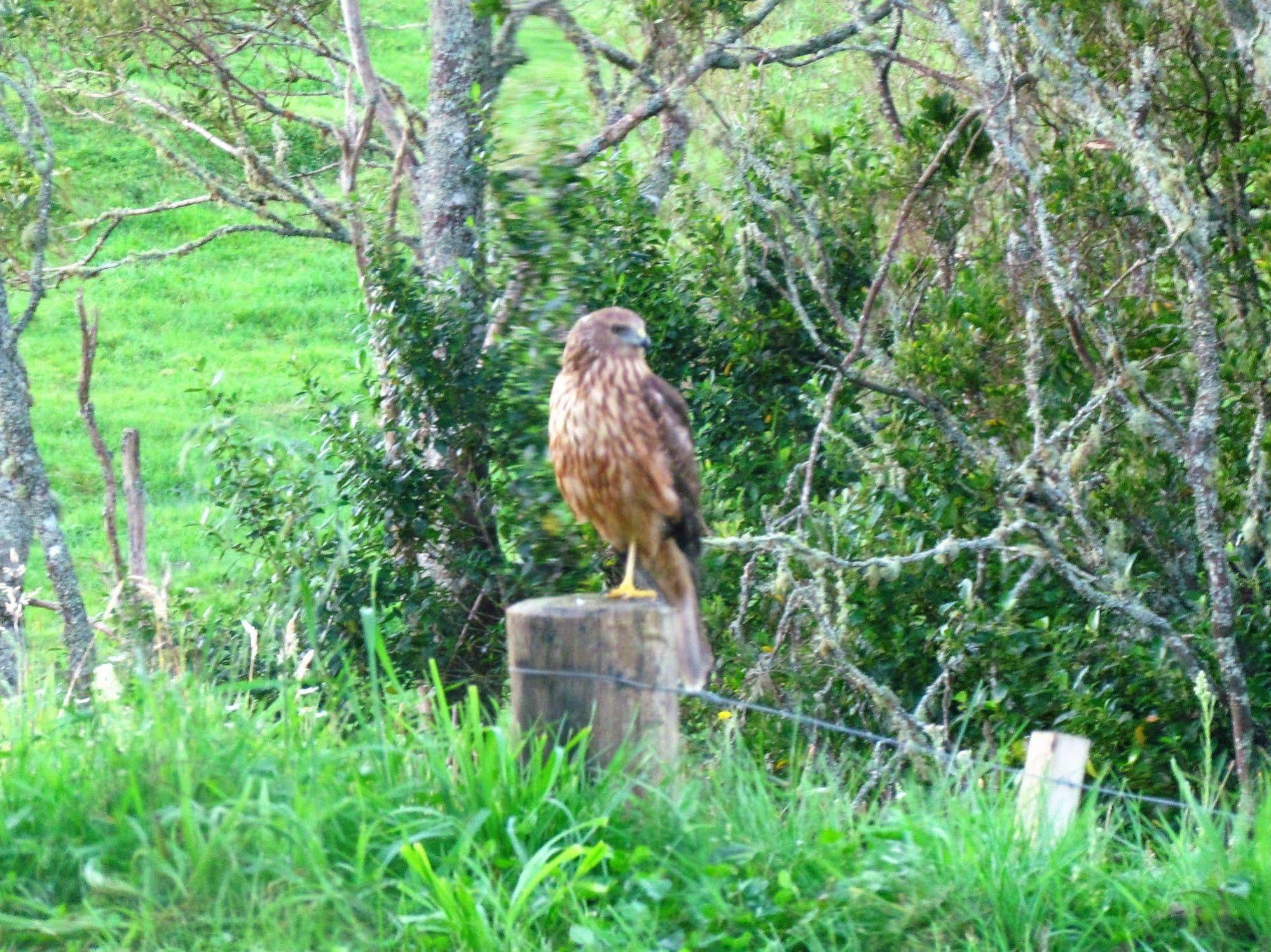 Rolling Hills Country Stay B&B Tauranga Buitenkant foto