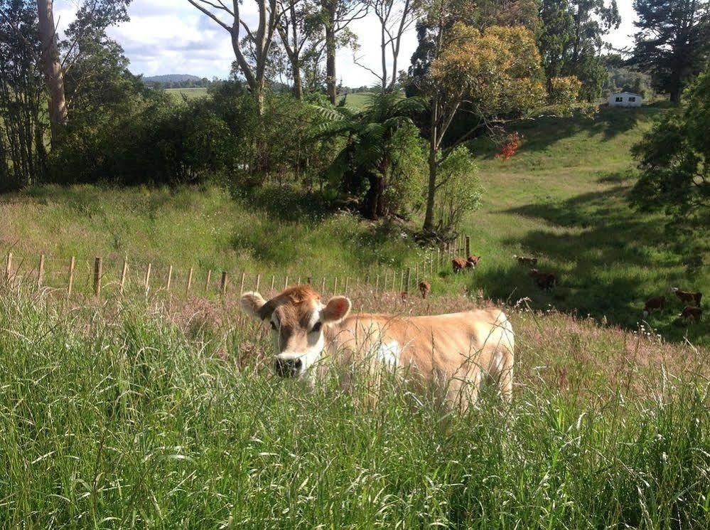Rolling Hills Country Stay B&B Tauranga Buitenkant foto
